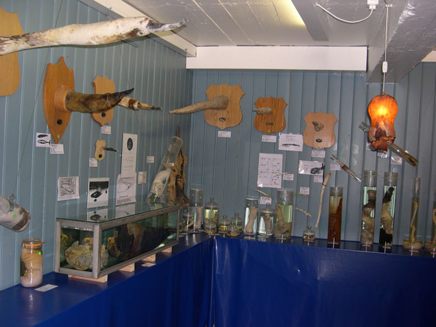 museo de los penes