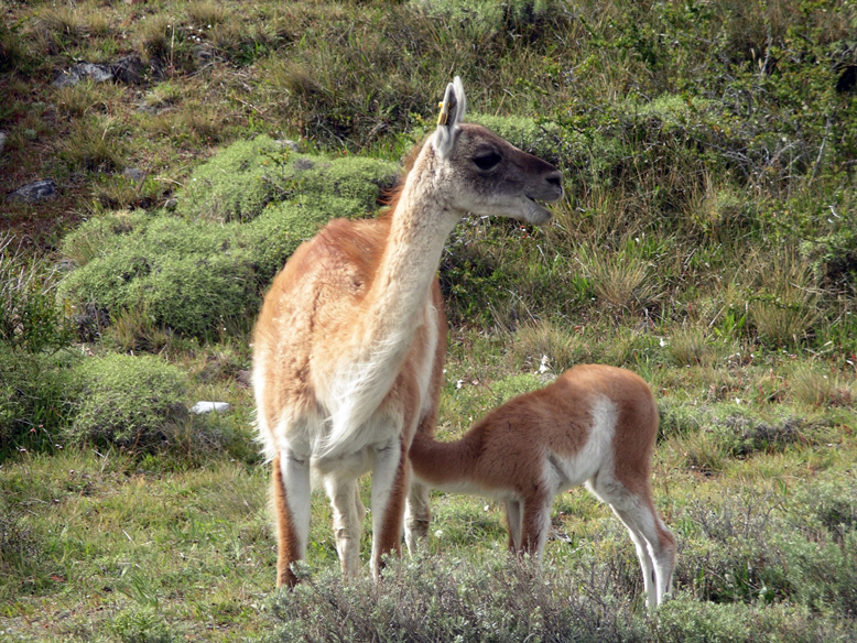guanacos