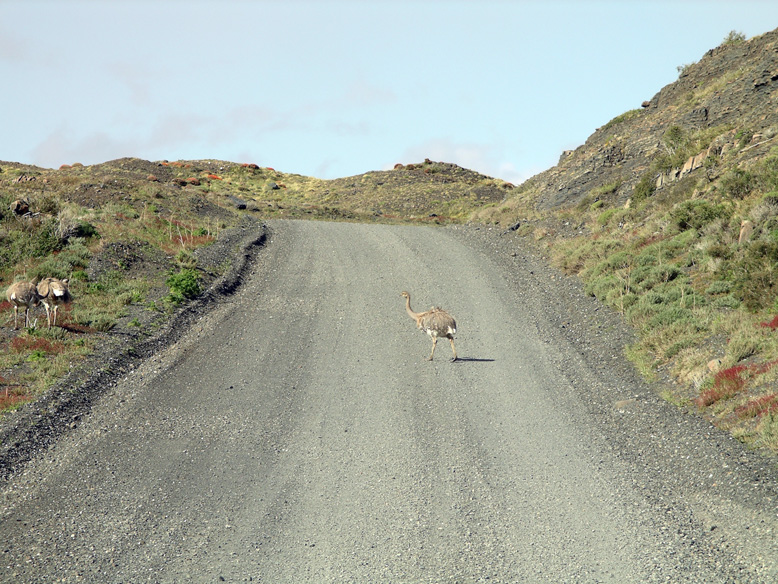 avestruces patagónicas