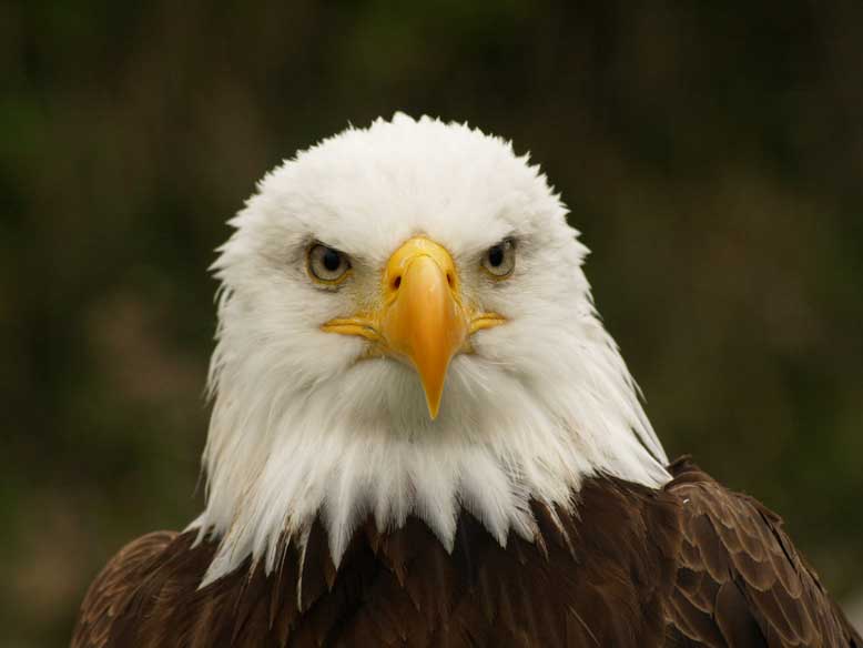 precioso, se parece a la Leire Pajín