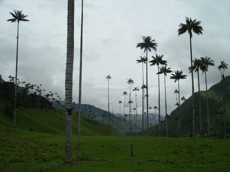 la clasica palma de cera del valle del cocora. la palmera más alta del mundo