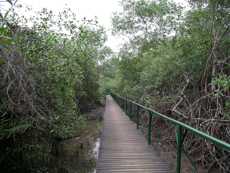 pasarela dentro del manglar
